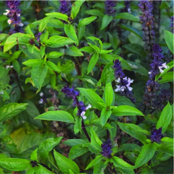 Buy-Medicinal-Plants | JGBC Farms